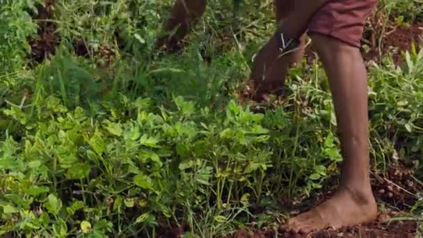 Closeup Hands Harvests Fresh Peanuts Pulling Uprooting Peanut Plants Ground — Stock Video