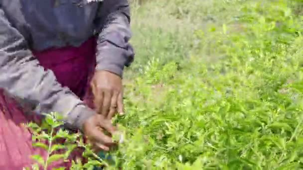 晴れた日に畑の植物からジャスミンの花を摘んだり収穫する女性の手の閉鎖フィールドで働く労働者 村の働く女性 — ストック動画