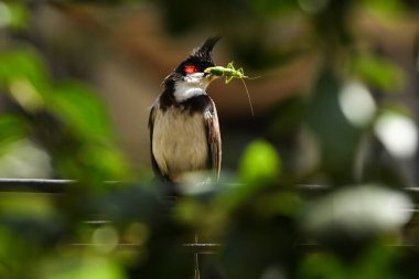 Kırmızı bıyıklı bir boğanın ya da gagasında yuvasına taşıması için bir böcek tutan ibikli bir boğanın yakın çekimi.