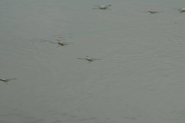 Böcek Gerris lacustris 'in makro görüntüsü, gölet patencisi olarak da bilinir, ya da nehir yüzeyinde yüzen sıradan bir su yürüyücüsü.