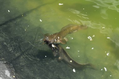 Suyun yüzeyinde yüzen pirinç yiyen kedi balıklarının ya da Siluriformes 'ların güzel bir yakın çekimi.