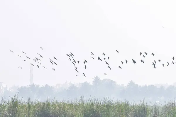 Vista Ángulo Bajo Una Bandada Aves Volando Cielo Llano Tranquilo —  Fotos de Stock