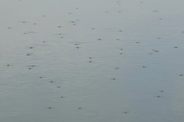一般的な池のスケーターや川の水の表面に浮かぶ一般的な水のストライダーとして知られている昆虫のゲリスのラクロスのマクロビュー — ストック写真