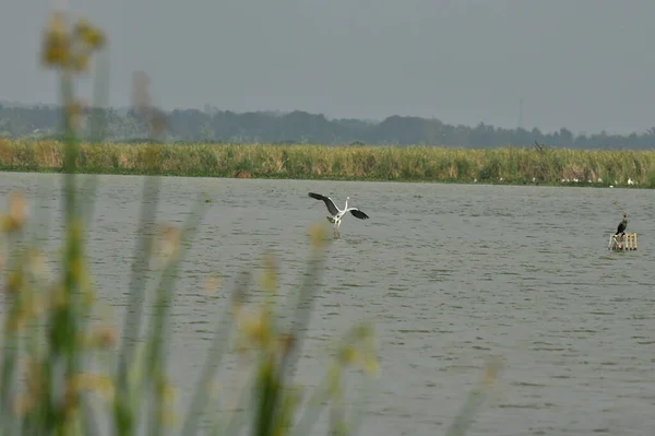 Yaz Boyunca Avlanmayı Bitirdikten Sonra Nehirden Uçan Bir Kuş Görüntüsü — Stok fotoğraf