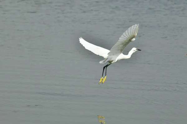 一只东方大白鹭在河水之上飞翔 — 图库照片