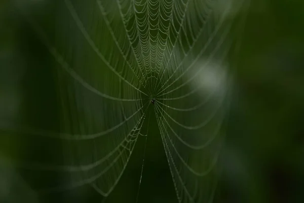 Macro Closeup Shot Spider Web Cobweb Blurry Green Background Sunny — Stock Photo, Image