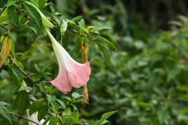 Brugmansia suaveolens bitkisinin ev bahçesinde açtığı yakın plan görüntüsü.