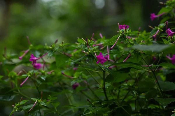 Mirabilis jalapa 'nın yeşil yapraklı pembe çiçeklerine ya da saat dörtte bahçede çiçeklere yakın.
