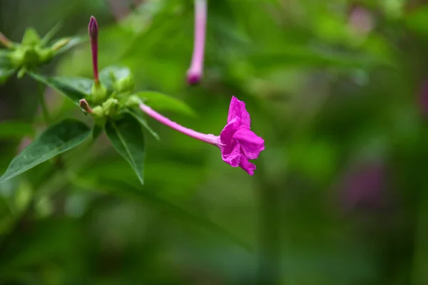 Mirabilis jalapa 'nın yeşil yapraklı pembe çiçeklerine ya da saat dörtte bahçede çiçeklere yakın.
