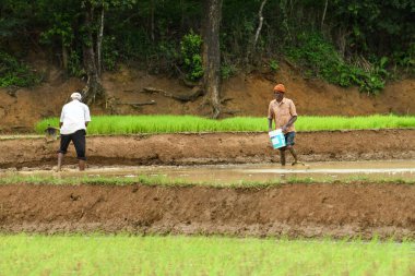 Kodagu, Hindistan-20 Temmuz 2019: Bir çeltik tarlasında pirinç veya tarla ekimi için çalışan yaşlıların görüşü