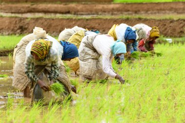 Kodagu, Hindistan-20 Temmuz 2019: Çeltik tarlalarına pirinç tohumu eken Hintli kadın işçiler. İnsanlar fideleri naklediyor. Tarım kavramı