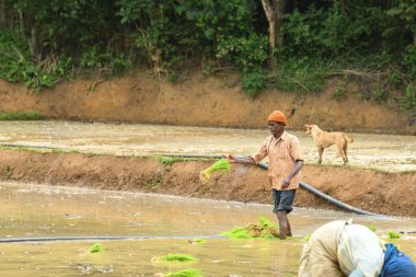 Kodagu, Hindistan-20 Temmuz 2019: Tarımsal arazi tarım kavramına pirinç veya çeltik ekmek için bir çeltik tarlasına pirinç tohumu eken yaşlı bir adamın manzarası