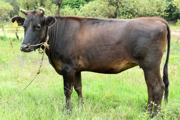 Closeup of an Indian black cow standing near an empty field of agriculture during the spring season