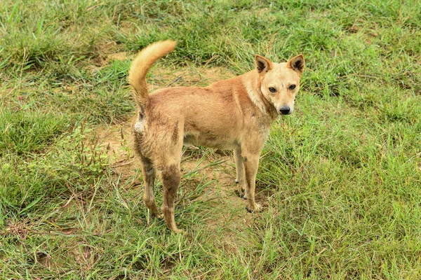 Güneşli bir günde, tarla tarlasında kaybolmuş bir sokak köpeğinin yakın çekimi.