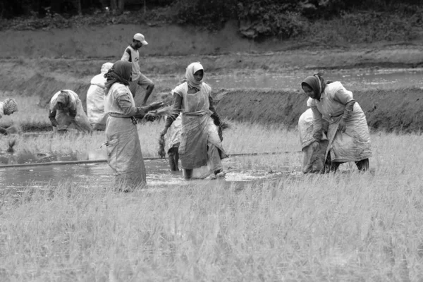 Kodagu, Hindistan-20 Temmuz 2019: Çeltik tarlalarına pirinç tohumu eken Hintli kadın işçiler. İnsanlar fideleri naklediyor. Tarım kavramı