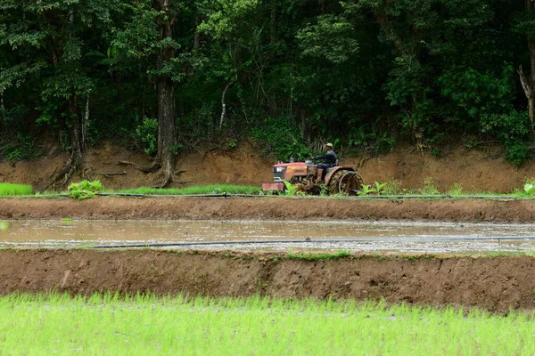 Kodagu, Hindistan-20 Temmuz 2019: Traktörlü bir adam pirinç veya tarla ekimi için tarla sürüyor veya hazırlıyor.