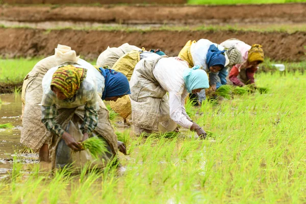 Kodagu, Hindistan-20 Temmuz 2019: Çeltik tarlalarına pirinç tohumu eken Hintli kadın işçiler. İnsanlar fideleri naklediyor. Tarım kavramı
