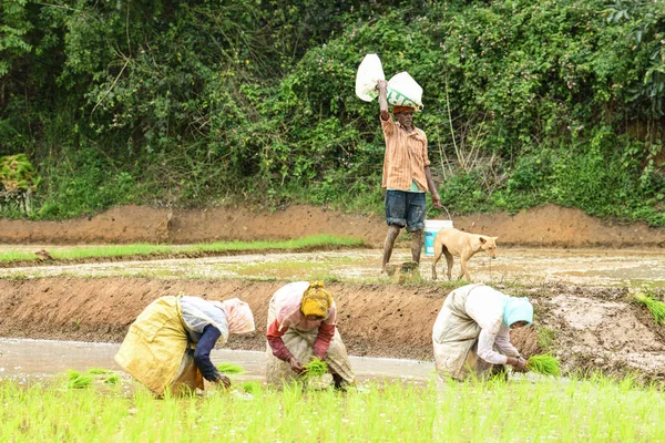 Kodagu, Hindistan-20 Temmuz 2019: Çeltik tarlalarına pirinç tohumu eken Hintli kadın işçiler. İnsanlar fideleri naklediyor. Tarım kavramı