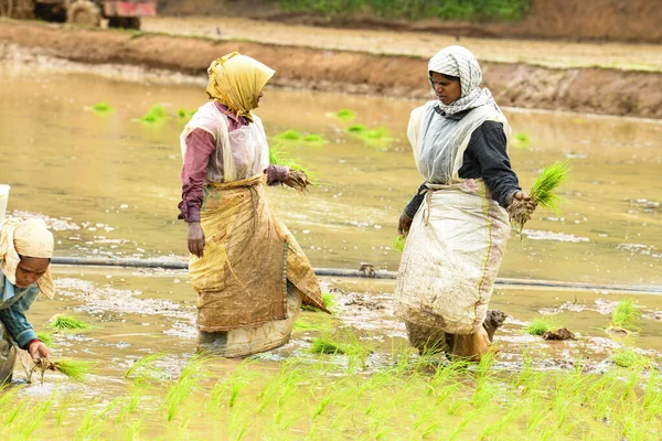 Kodagu, Hindistan-20 Temmuz 2019: Çeltik tarlalarına pirinç tohumu eken Hintli kadın işçiler. İnsanlar fideleri naklediyor. Tarım kavramı