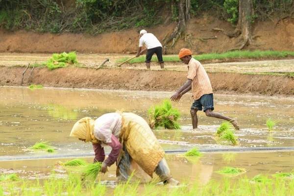 Kodagu, Hindistan-20 Temmuz 2019: Çeltik tarlasında pirinç veya tarla ekmek için çalışan çiftçi ve işçilere bir bakış.