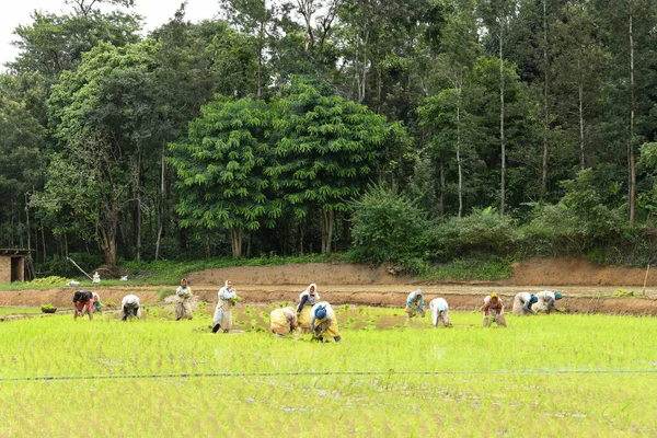 Kodagu Indie Lipiec 2019 Indyjskie Pracownice Sadzące Sadzonki Ryżu Polach — Zdjęcie stockowe