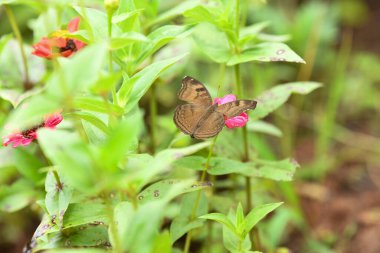 Tatlı Junonia iphita 'nın yakın çekimi, ya da yemyeşil bitkilerin arasında pembe bir çiçeğin üzerinde oturan Çikolatalı Asker.
