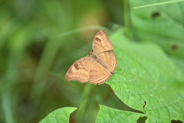 Çiçekli bahçenin ortasında yeşil bir yaprağa tünemiş bir Junonia iphita kelebeğinin seçici odak noktası.