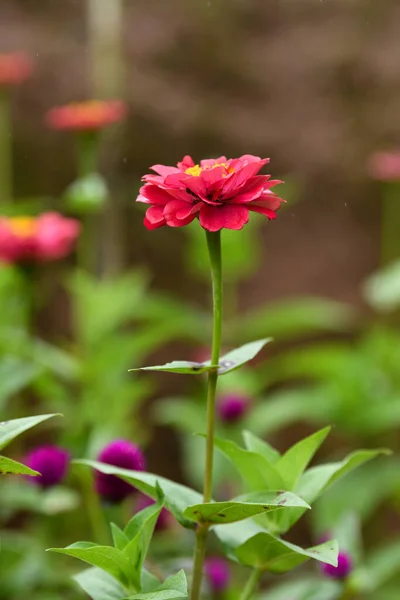Tek bir zinyanın Macro yakın çekimi, Zinnia elegans. Ev bahçesinde yetişen klasik Zinnia çiçeği.