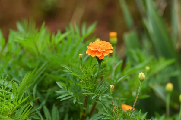 Yağmurlu bir günde bahçede açmakta olan küçük bir portakal çiçeği marigold, Tagetes tenuifolia 'nın makro görüntüsü.
