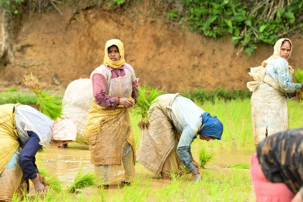 Kodagu, Hindistan-20 Temmuz 2019: Çeltik tarlalarına pirinç tohumu eken Hintli kadın işçiler. İnsanlar fideleri naklediyor. Tarım kavramı