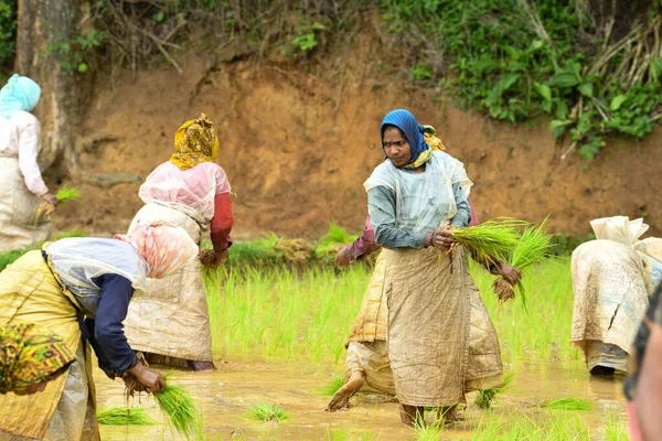 Kodagu, Hindistan-20 Temmuz 2019: Çeltik tarlalarına pirinç tohumu eken Hintli kadın işçiler. İnsanlar fideleri naklediyor. Tarım kavramı