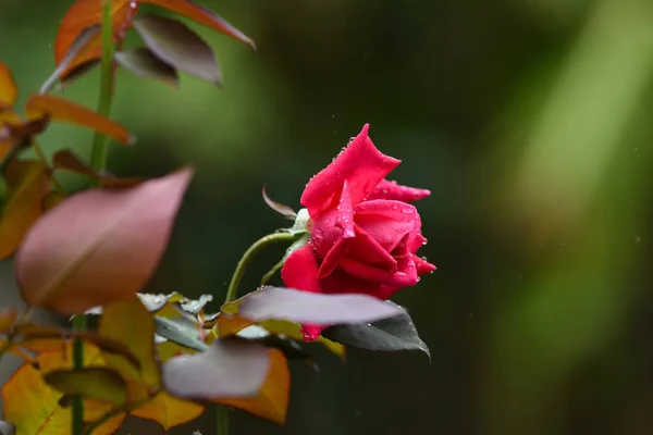 A beautiful view of a rare red rose adorned with tiny, shiny raindroplets during the rainy day