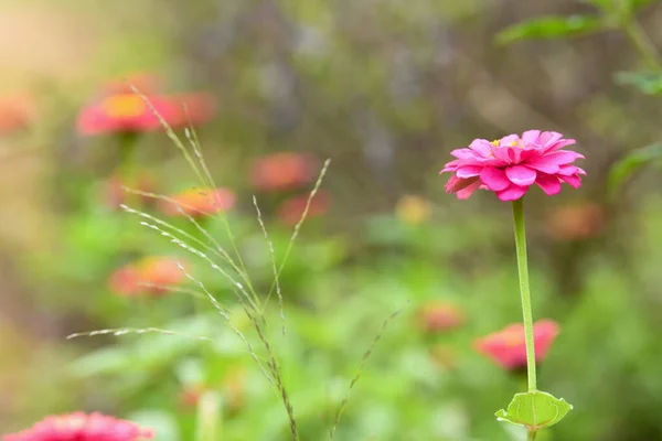 単一の共通ジノニア ジノニア エレゲンのマクロビュー 庭に咲く古典的なジニアの花 — ストック写真