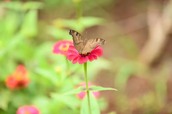 Tatlı Junonia iphita 'nın yakın çekimi, ya da yemyeşil bitkilerin arasında pembe bir çiçeğin üzerinde oturan Çikolatalı Asker.