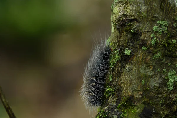 春の間 木の幹の樹皮に黒い毛虫や大きな毛虫のマクロビュー — ストック写真