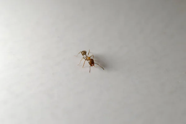 macro photo of an ant on a white background