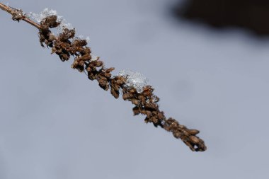 Donmuş bir bitkinin yakınında.