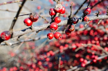 Kırmızıüzümler arka planda bulanık.