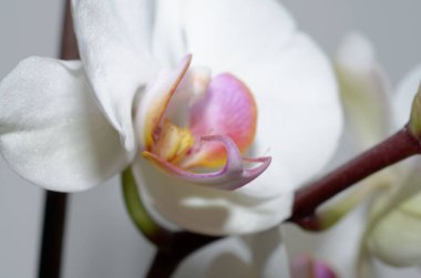 Makro beyaz arka planda orkideleri olan güzel orkideler.