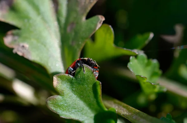 Macro Fotografía Escarabajo Verde Una Hoja —  Fotos de Stock