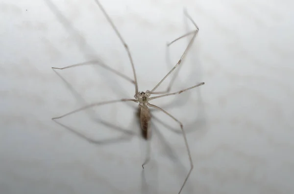 大型蜘蛛网 背景之间的光环 — 图库照片