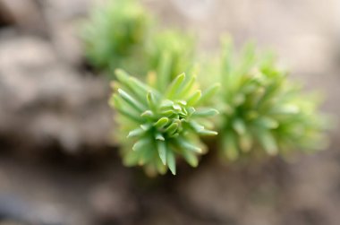 Bahçedeki yeşil bitki