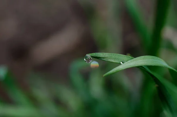 Embun Tetes Dalam Tetesan Air Pada Rumput Hijau — Stok Foto