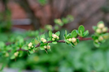 güzel çiçeklerin yakın görünümü