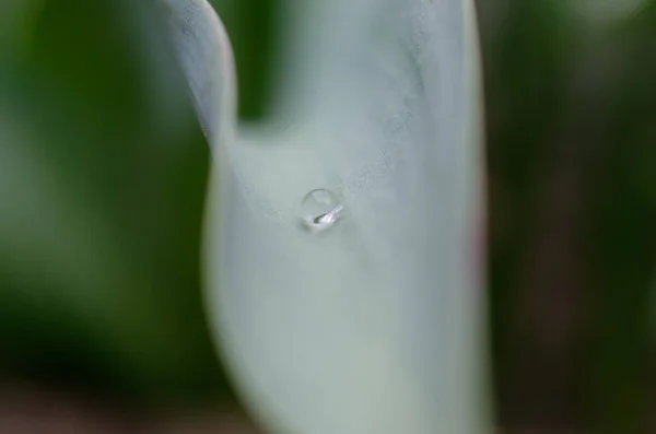 Wassertropfen Auf Tulpenblatt Mit Verschwommenem Hintergrund — Stockfoto