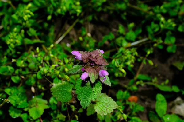 Close Image Purple Wild Flowers Growing Grass — Stock Photo, Image