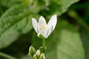 Sarımsağın beyaz çiçeği, yaklaş..