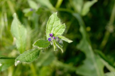yeşil zemin üzerine mavi çiçek