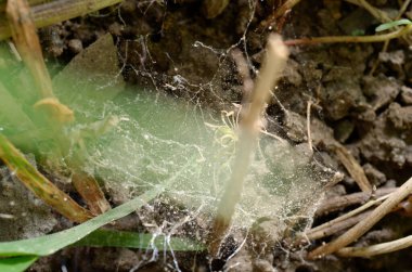 Örümcekler ağda çimenlerde