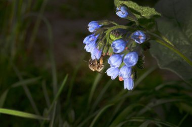 Bahçedeki bir arının çiçek üzerindeki yakın plan çekimi.